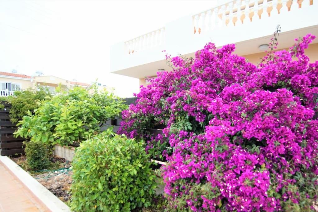 Central Pool-Side 2 Bedroom Apartment In Paphos Esterno foto